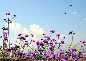 安阳紫海情缘薰衣草庄园