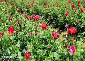 玫瑰倾城郑州店