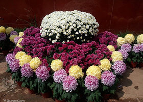 嵩明菊花展览会