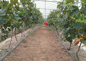 闽丰葡萄园