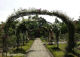 温江五月玫瑰香苑