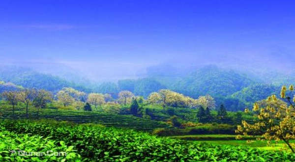 祥源祁门红茶文化旅游景区