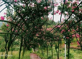 花千谷秘密花园