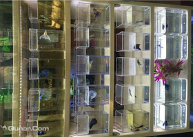 南城北巷乐趣馆