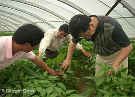 洪礼军奶油草莓园