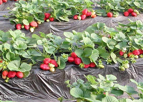 龙潭湖生态草莓采摘园