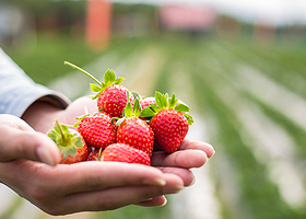 广州黄埔古港牛奶草莓园