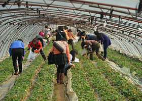 荣成崂山草莓采摘生态园