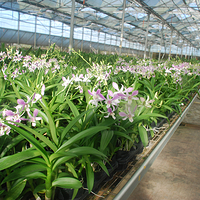 海口柏盈兰花基地