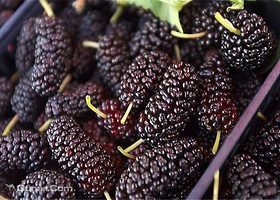 广东香云纱文化暨桑果节