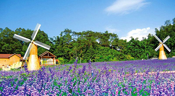 蓝调薰衣草庄园