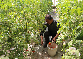 二喇嘛采摘基地