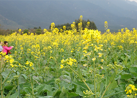 清远大雾山油菜花基地