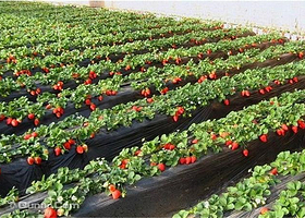 金阳草莓采摘园