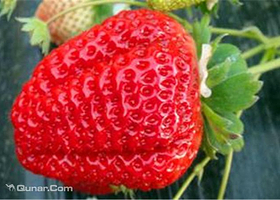 金州富硒草莓采摘园