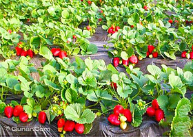 大连金州翔泽草莓采摘园