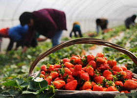 牛角村牛奶草莓采摘
