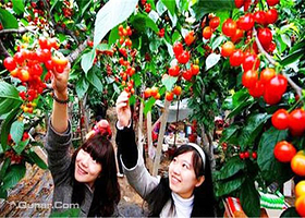 金州农家采摘园