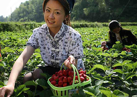 北田草莓采摘