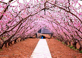龙泉花果山风景区