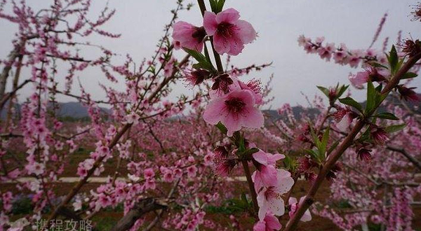 桃花海-已下线