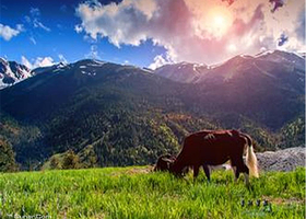 纳帕海归青草原