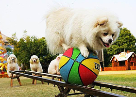 洛阳台湾▪花博园