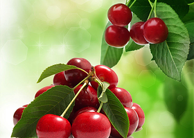 长阳两河樱桃园