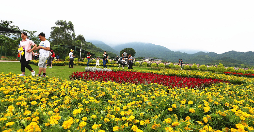 包含景点 罗浮山那里花开主题公园 去哪儿价 暂无