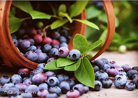 紫漫林蓝莓采摘园