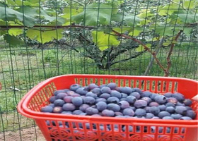 塘溪蓝莓休闲园