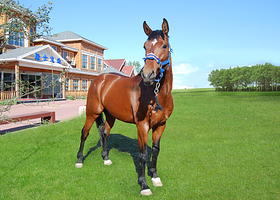 世界马文化博览园