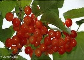 鑫港绿野板桥采摘园