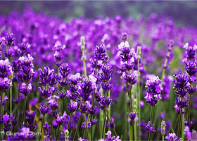 大厂薰衣草庄园