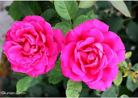 北京月季洲际大会