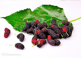 永安庄桑葚采摘园