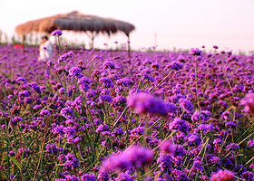 紫海芳庭薰衣草庄园