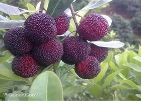 白洋双岙杨梅园