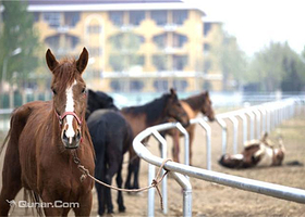 蓝天盛景高尔夫.马术俱乐部