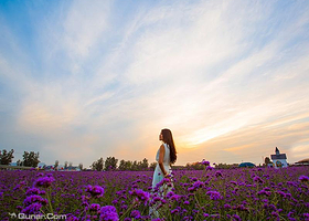 石家庄紫海香田薰衣草庄园