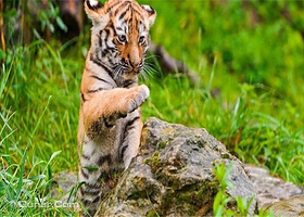 四季上海亲子游览年票