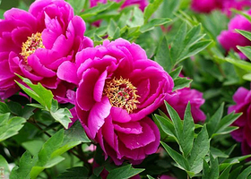 西为牡丹产业园