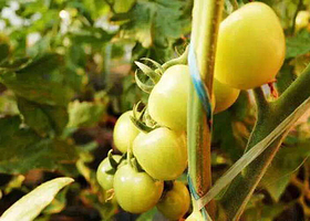 陕西省丰宣现代农业园区