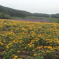 岗山花海