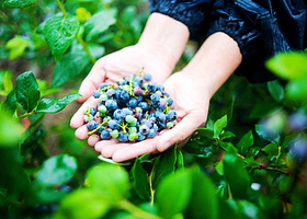蓝色果香蓝莓采摘基地