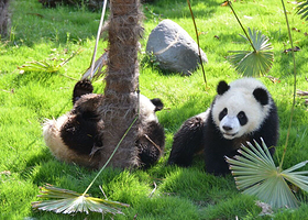 大熊猫苑