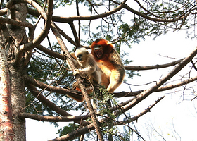 金丝猴野外科研基地