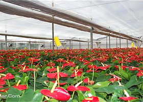 第六届山东花博会