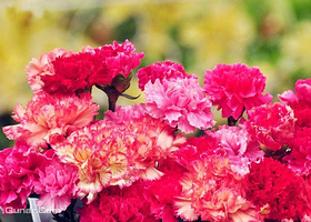 雁溪谷康乃馨节