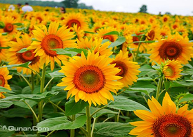 北龙町向日葵之乡